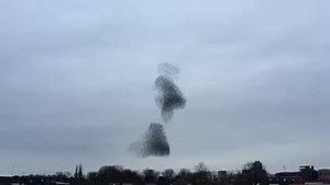 Birds can see the Earth's magnetic fields, and we finally know how this is possible. The mystery of bird navigation may finally be solved: it's not the iron in their beaks that gives them a magnetic compass, but a recently discovered protein in their eyes that allows them to "see" the Earth's magnetic fields. Learn more about the physics of the universe by enrolling in our free Unified Science Course and support our mission to unify science and reality by becoming a Contributing Member at Resona