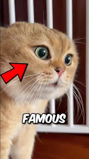 Top 3 Internet Famous Cats