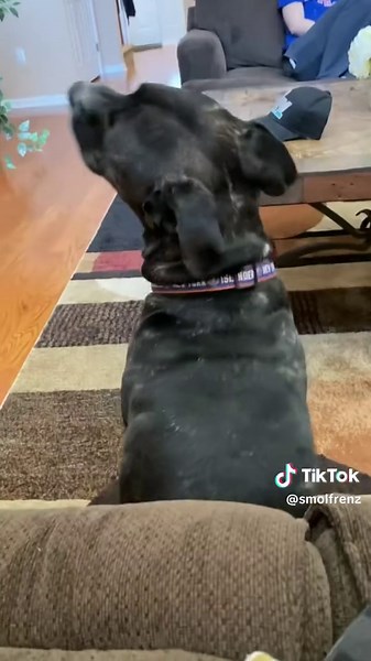 Hilarious Dog Memes and Videos Compilation