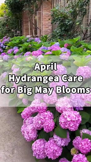 Boost Hydrangea Blooms in April for May Flowers