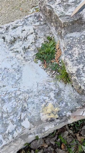 Based on one of the most recognizable props in movie history, the Excalibur exists at the intersection of beauty and function. A replica of the sword of King Arthur as depicted in the 1981 film Excalibur, this one handed sword is fully battle-ready. Brass hilt furniture and a wire-wrapped grip compliment the mirror-polished blade. A staff favorite, this is an authoritative, functional, and resilient sword. Skillfully crafted for the most demanding collector, the Excalibur is the benchmark of wha