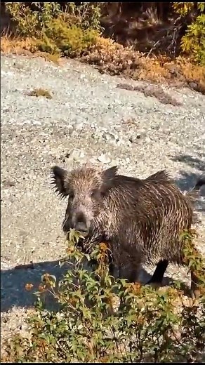 Wild Boar Burst Through the Trees… So Fast. #animals #загоннаяохота #wildlife #wildboar #охота #real