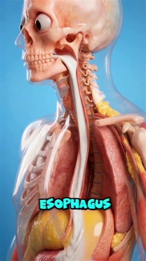 What Happens to Your Body When You Drink Milk Daily? 🥛