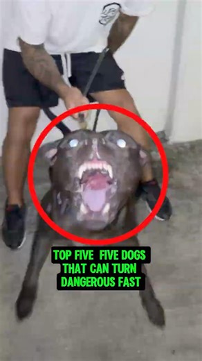 5 Cute Dogs That Can Turn Dangerous Fast