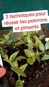 2 techniques pour réussir tes poivrons et piments et les 3 premiers stades d'évolution de la plante. #semi #poivron #jardinage #culture #potager | Potager-Syntropie