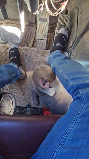 We ain't fat! We're big boned I reckon | Car Ramrod