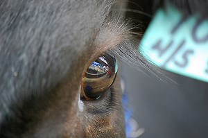 Virtual reality experiment shows meat-eaters what it's like to be a cow