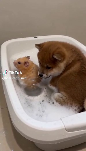 Hamster Hoài Nach: Chú Chuột Đáng Yêu