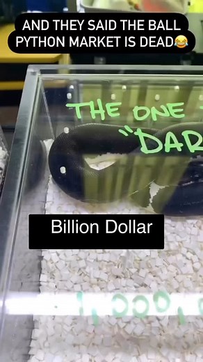 Billion Dollar Ball Python!?!? What a dope looking snake produced by @maddballpythonz 🔥 He had this awesome animal on display at the Daytona Beach Reptile Expo 4 years ago😍 | BALLS of FURY