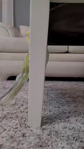 Mr Monet learning a new game. | Lola's World