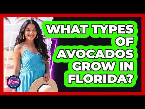 What Types Of Avocados Grow In Florida?