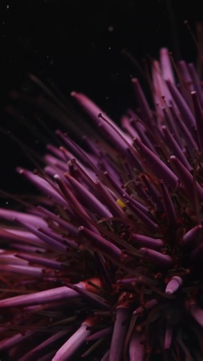 4.4K views · 112 reactions | This mesmerizing, 360 shot comes from...