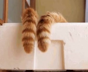 9.1K views · 425 reactions | Tail Games | Cat Vines | Facebook