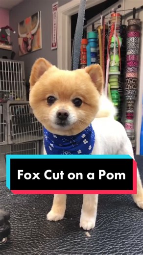 Pomeranian Fox Cut Grooming Guide