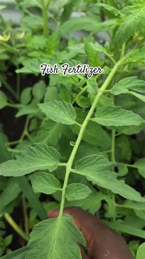 Fish Fertilizer = BIGGER Tomatoes 🍅🔥 (Garden Hack!)