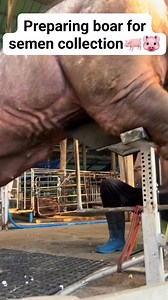 479K views · 1.1K reactions | Preparing boar for semen collection #semencollection #pigfarming #pigproduction #Hograiser #viralvideoシ | Ericah Cruz | Facebook