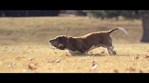 Navi the Basset Hound Running in Slow Motion