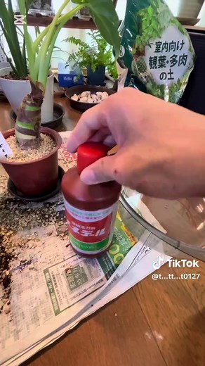 クワズイモの植え替え手順と育て方