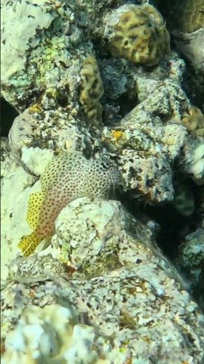 Nature’s Subtle Camouflage — The Leopard Blenny 🌊🐟💫