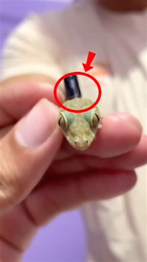 He put a tiny camera on a lizard and He Found this🤯🦎 #shorts #LizardPOV #viralvideo