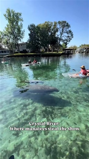 3.8K reactions · 327 shares | From crystal-clear springs to curious manatees, every paddle in Crystal River feels like magic. Explore Florida’s most beautiful waterway with our local guides ☀️ | Get Up And Go Kayaking - Crystal River | Facebook