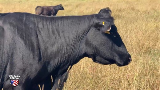 How Missouri is Turning to Genetics and Technology to Boost Cattle Profits