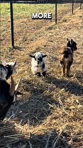 Why Did the Goats Jump but Not the Sheep? 🐐🐑#goats #sheep #farming