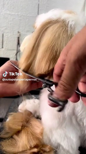 Grooming Tips for Small Dogs: A Step-by-Step Guide