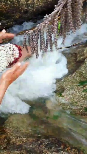 Exploring the World of Giant Ticks and Their Impact