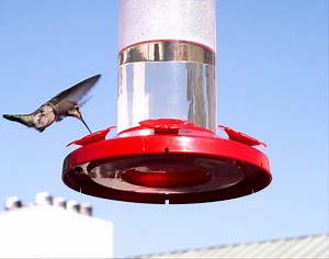 Female Anna's Hummingbird - 500 Frames/sec