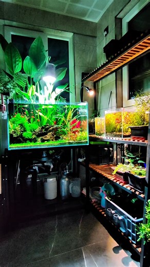 A&Aqua Pro on Instagram: "Do you like this home aquarium setup?#fishkeeper #reelsfacebook #reelsinstagram😍 #aquascapes #aquariumsupplies #aquariumlife #fishtank #aquarium #fishkeeping"