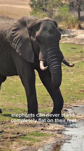 Elephants Have a Secret Fifth Leg?! 🐘 Nature’s Hidden Trick