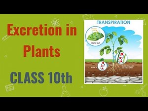 Excretion in Plants | Class 10th |biology |science| transpiration |Life Process |cbse |Science Adept