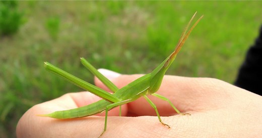 捕まえたバッタの上手な飼い方とは？ エサの種類や水やりの方法などを全解説 | となりのカインズさん