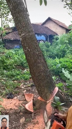 Tree Cutting Process Behind the House | Safe & Precise Tree Felling 🌲⚙️