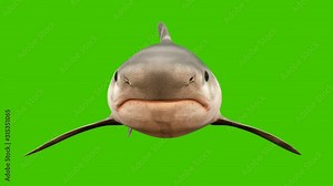 A shark swims under water with a wide open mouth full of sharp dangerous teeth. 3d animation with green screen.