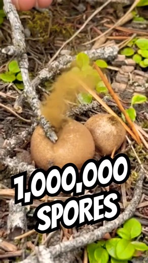 EXPLODING FUNGUS