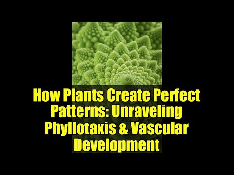 How Plants Create Perfect Patterns: Unraveling Phyllotaxis & Vascular Development