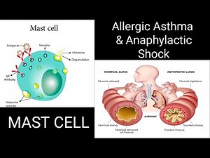 Mast cell/mast cell structure & function & role in immunity