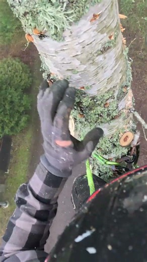 Arborist climbing and sektionfelling birch tree #chainsaw #arborist #logging
