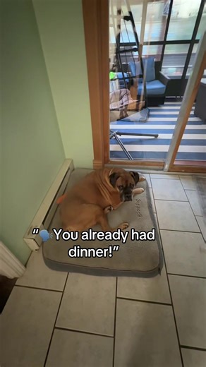 Boxerqueen (@boxerqueengirl)’s videos with original sound - 4Ms🖤