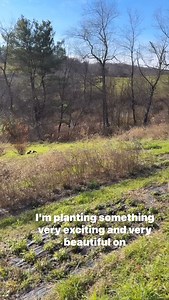 I am so excited to plant these on our farm. I’ve always admired them and finally pulled the trigger to buy some. Dahlia digging took priority but I finally got them in the ground. It was a perfect day to plant. What are they? Eremurus or better known as the Foxtail Lily. Wait until the end to see what they’ll become. Absolutely stunning and a perennial! I have the peach colored variety. Fingers crossed for spring blooms! 🧡 | Long Lane Farm Flowers