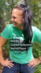 Meet the Field Pepperweed (Lepidium campestre): Peppery Flavor: As its name suggests, Field Pepperweed has a peppery taste. The leaves and stems of this plant have a pungent, spicy flavor similar to pepper. This characteristic flavor is what led to its common names, including “wild pepper” and “poor man’s pepper.” Medicinal Uses: Some traditional herbal medicine practices attribute certain medicinal properties to Field Pepperweed. It has been used in folk medicine to treat ailments like indigest