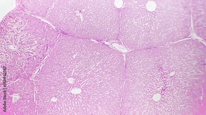 Section of human liver filmed under microscope with 40 times magnification on bright field background. Scientific macro of people organ responsible for detoxification of the organism. Study anatomy