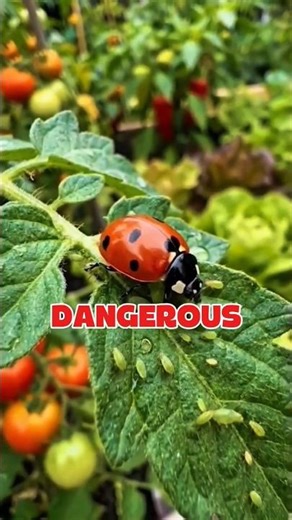 Unbelievable Farming Secret | How Ladybugs Double Vegetable Production!#shorts