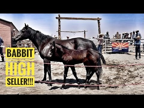 HASHKNIFE HORSE SALE | MEET ROSS