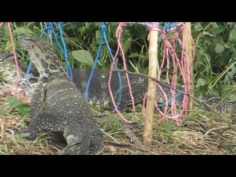 2 lizards in 2 traps