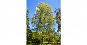 Betula pendula - Közönséges nyírfa