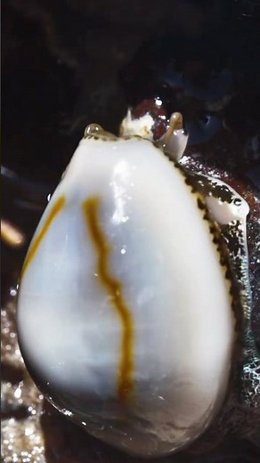 Gold Ringer Cowry Seashell living in Tidal Pools Mauritius