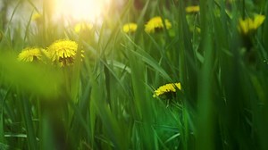 Dandelions in the forest - Free Stock Video